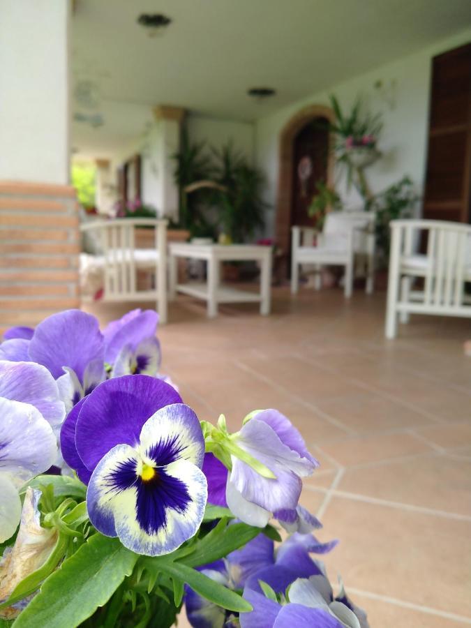 Greccio B&B Il Cantico מראה חיצוני תמונה